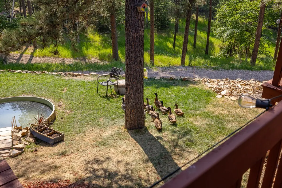 Ducks on the lawn by the pond, seen from the deck